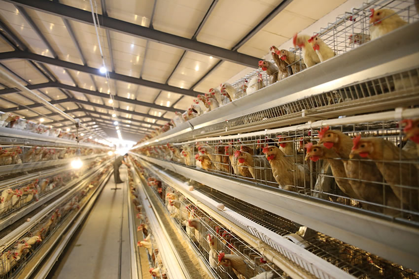 在養(yǎng)雞的過(guò)程中需要哪些設(shè)備